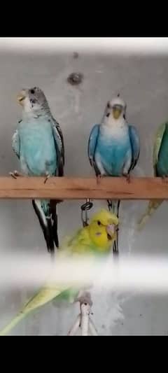 Blackwing pair