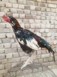 1 eye quality breeder murgha