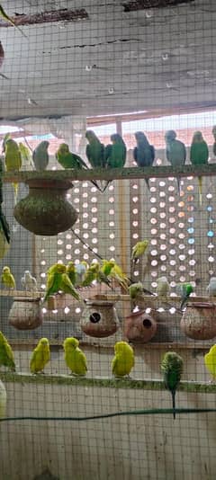 parrot for sale