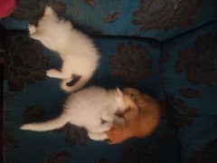 cats