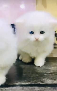 Cat | Persian | baby | kittens | Blue eyes | ωatsap ʘƷƷƷ୨51୨ʘƷ8,