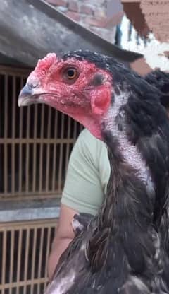 pakoye female for sale 100 percent original pakoye breed