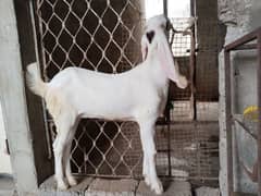 High Quality Gulabi female aged 3.5 months