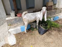Gulabi Bakri