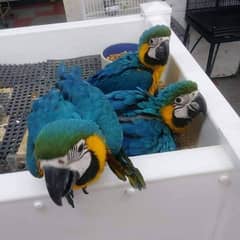 blue and gold macaw chicks for sale