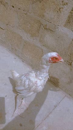 paper white Heera female