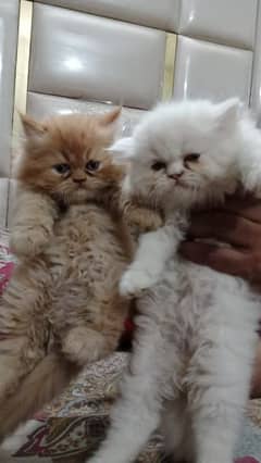 Cat | Persian | baby | kittens | Blue eyes | ωatsap ʘƷƷƷ୨51୨ʘƷ8"