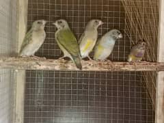 goldian finches