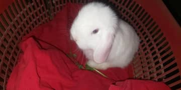 Holland loop white blue eyes rabbit