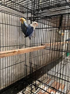 Breeder Pairs for Sale - 1500 Rs