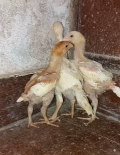 Pure Pakistani Aseel chicks 03204143422