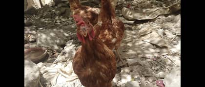 lohman brown egg laying chickens