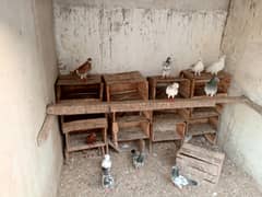 pigeons for sale pairs hai sarai 2 mails extra hai