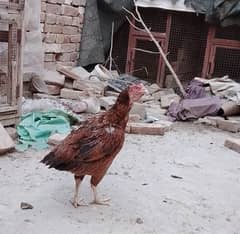 1 Aseel Murga & 2 Aseel murgi for sale Whatsapp contact 0319-6921421