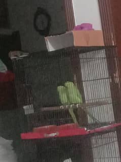 parrot