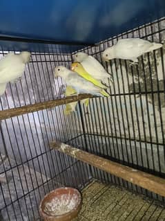 4 pice love birds for sale .