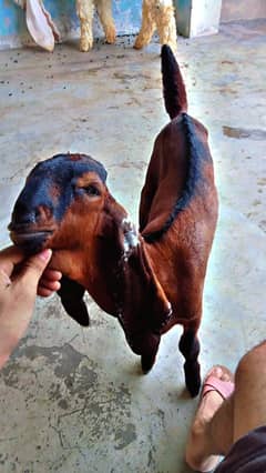 nagra Bakra