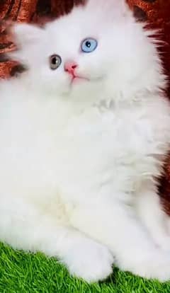 Cat | Persian | baby | kittens | Blue eyes | ωatsap ʘƷƷƷ୨51୨ʘƷ8'