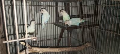 Love Birds Blue pastel & Albino red eye
