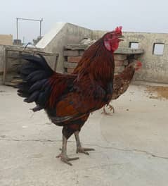 Murga