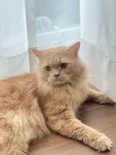 Persian Cat Male