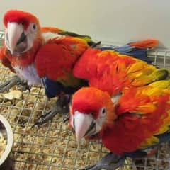 red macaw chicks for sale age 5 month