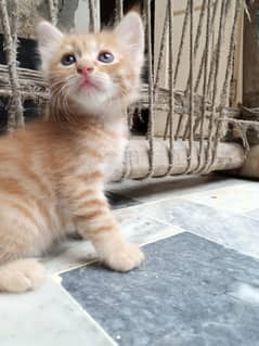 Persian Fur Kittens for Adoption