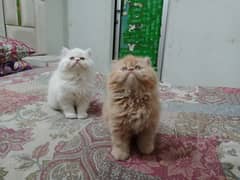 Cat | Persian | baby | kittens | Blue eyes | ωatsap ʘƷƷƷ୨51୨ʘƷ8'