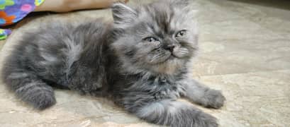 persion Kitten Home Breed Kittens Available
