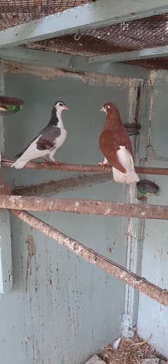 sherazi pair and 1 female