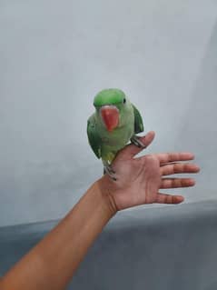 3 month old raw parrot