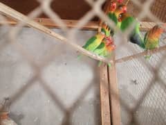 Love Birds Force sale