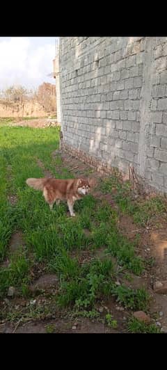 Onheet Siberian husky female