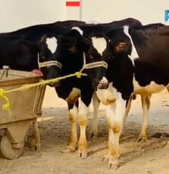 Huge range of pure and Cross breed Cows and Heifers 03457901580