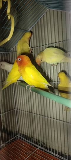 love birds