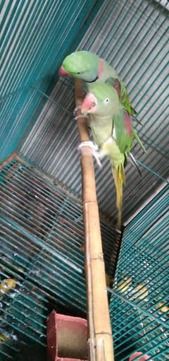 kashmiri raw parrot breeder pair for sale  phone number 03456478881
