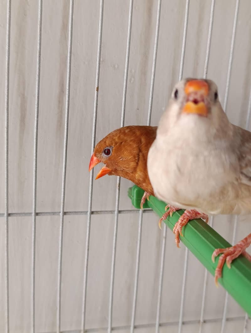 full orange finch breeder  pair 2