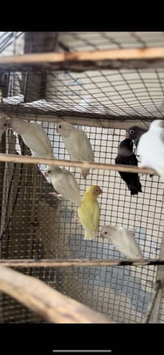 albino red eye and black eye creamino iron folding cage back move