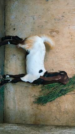 cute Bakra