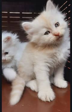 White cat pare Persian good quality