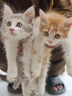 persian cat double coat pair