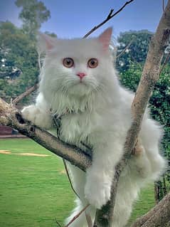 Persian 