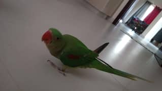 Alexander parrot
