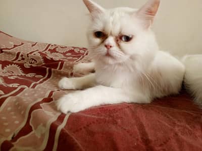 person cats for sale