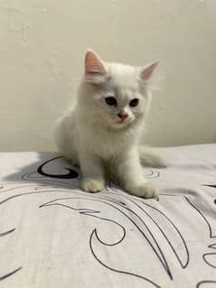 White Persian Cat Triple Coated