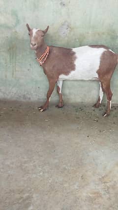 Beautiful Tadi Goat