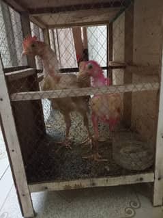 Chicks