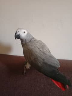Grey Parrot