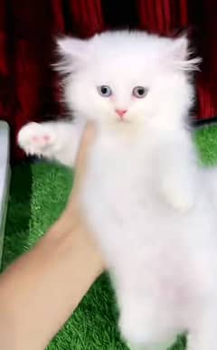 Cat | Persian | baby | kittens | Blue eyes | ωatsap ʘƷƷƷ୨51୨ʘƷ8;