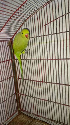 green parrot
